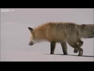 how foxes catch mice